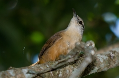 Cantorchilus leucotis