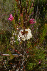 Cuscuta africana