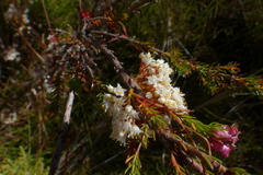 Cuscuta africana