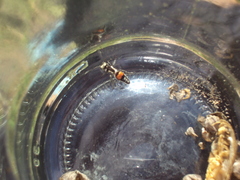 Darditilla amabilis