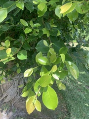 Ficus microcarpa