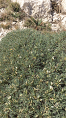 Astragalus tragacantha