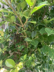 Ficus microcarpa
