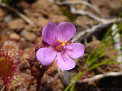 Drosera collinsiae