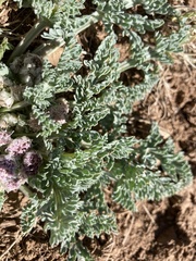 Vesper bulbosus