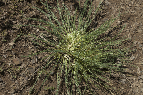 Astragalus olgae