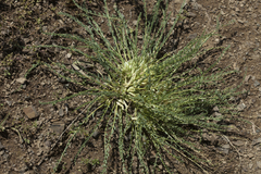 Astragalus chionanthus