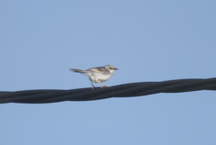Cisticola cinnamomeus