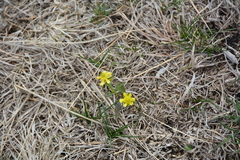 Ranunculus rhomboideus
