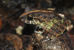 Craugastor aurilegulus