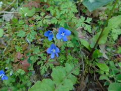 Veronica glauca