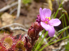 Drosera collinsiae