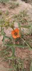 Sphaeralcea laciniata