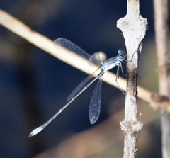 Lestes forficula