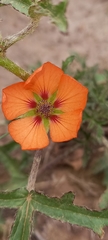 Sphaeralcea laciniata