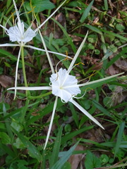 Hymenocallis occidentalis