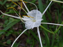 Hymenocallis occidentalis