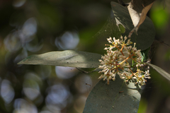 Ixora brachiata