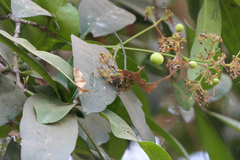 Ixora brachiata