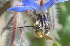 Eucera nigrescens