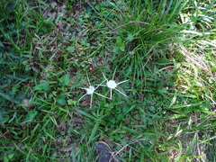 Hymenocallis occidentalis