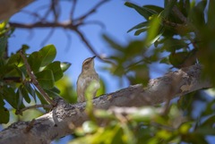 Cisticola rufilatus