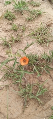 Sphaeralcea laciniata