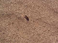 Darditilla amabilis