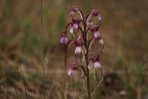 Image of Himantoglossum comperianum by (c) Sergey Cherkasov, some rights reserved (CC BY)