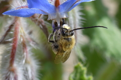 Eucera nigrescens