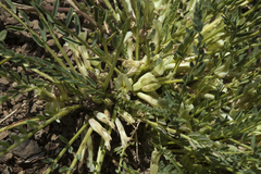 Astragalus chionanthus