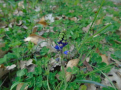 Bellevalia dubia boissieri