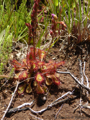 Drosera collinsiae