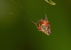 Verrucosa scapofracta