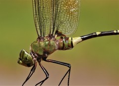 Anax tristis
