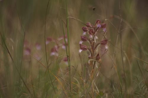 Image of Himantoglossum comperianum by (c) Sergey Cherkasov, some rights reserved (CC BY)