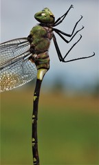 Anax tristis