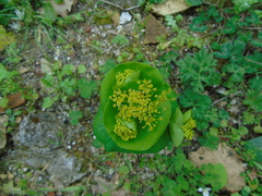 Smyrnium perfoliatum rotundifolium