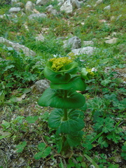 Smyrnium perfoliatum rotundifolium