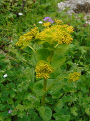 Smyrnium perfoliatum rotundifolium