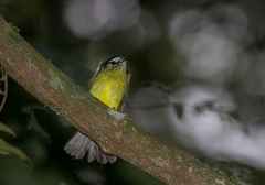 Pogonotriccus eximius