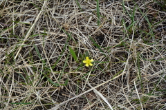 Ranunculus rhomboideus