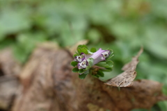 Corydalis pumila