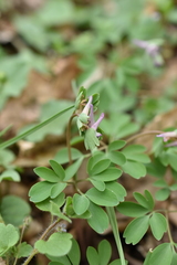 Corydalis pumila