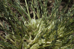 Astragalus chionanthus