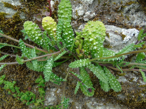 Buglossa cretese