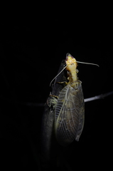 Platyneuromus reflexus