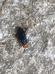 Acantholyda erythrocephala