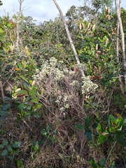Hyptis saxatilis