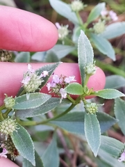 Hyptis saxatilis